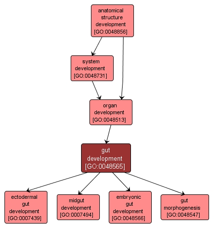 GO:0048565 - gut development (interactive image map)