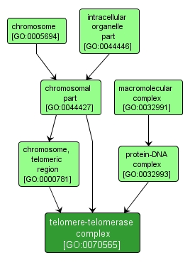GO:0070565 - telomere-telomerase complex (interactive image map)