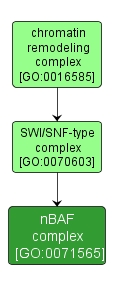 GO:0071565 - nBAF complex (interactive image map)