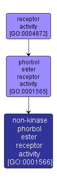GO:0001566 - non-kinase phorbol ester receptor activity (interactive image map)