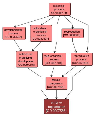 GO:0007566 - embryo implantation (interactive image map)