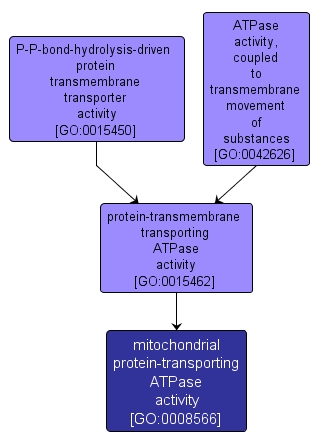 GO:0008566 - mitochondrial protein-transporting ATPase activity (interactive image map)