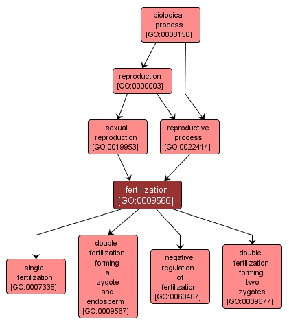 GO:0009566 - fertilization (interactive image map)