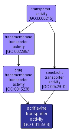 GO:0015566 - acriflavine transporter activity (interactive image map)