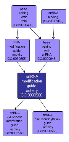 GO:0030566 - snRNA modification guide activity (interactive image map)