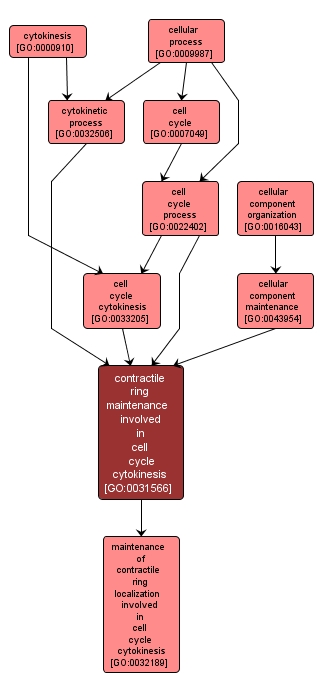 GO:0031566 - contractile ring maintenance involved in cell cycle cytokinesis (interactive image map)