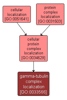 GO:0033566 - gamma-tubulin complex localization (interactive image map)
