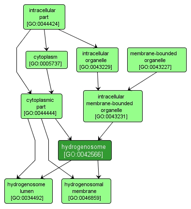 GO:0042566 - hydrogenosome (interactive image map)