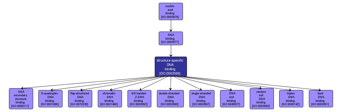 GO:0043566 - structure-specific DNA binding (interactive image map)