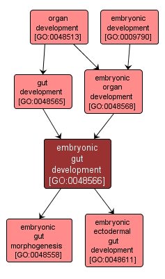 GO:0048566 - embryonic gut development (interactive image map)