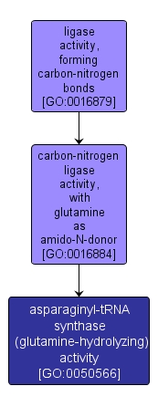 GO:0050566 - asparaginyl-tRNA synthase (glutamine-hydrolyzing) activity (interactive image map)
