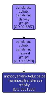 GO:0051566 - anthocyanidin-3-glucoside rhamnosyltransferase activity (interactive image map)