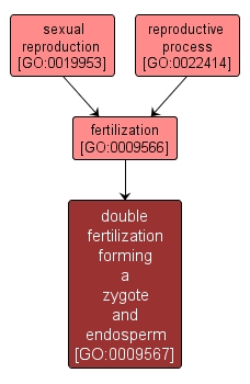 GO:0009567 - double fertilization forming a zygote and endosperm (interactive image map)