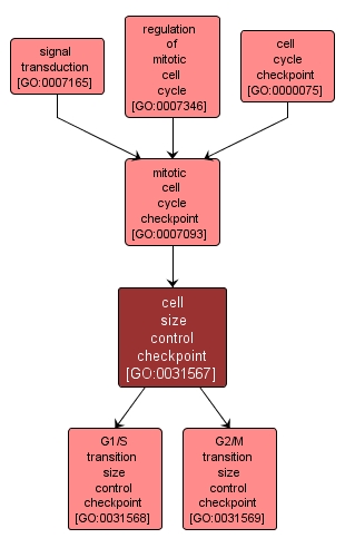 GO:0031567 - cell size control checkpoint (interactive image map)