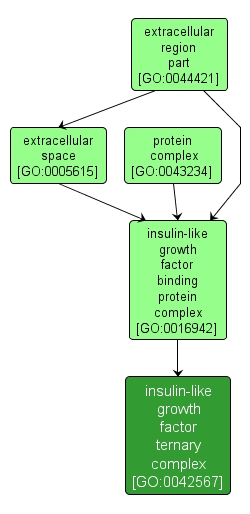 GO:0042567 - insulin-like growth factor ternary complex (interactive image map)