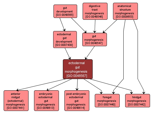 GO:0048567 - ectodermal gut morphogenesis (interactive image map)