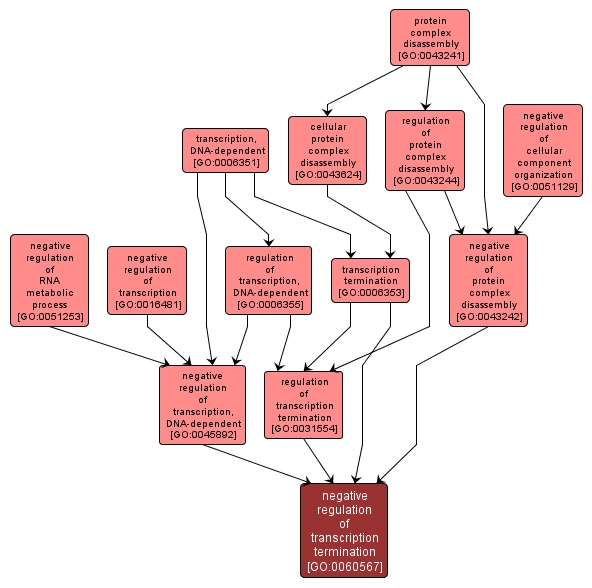 GO:0060567 - negative regulation of transcription termination (interactive image map)