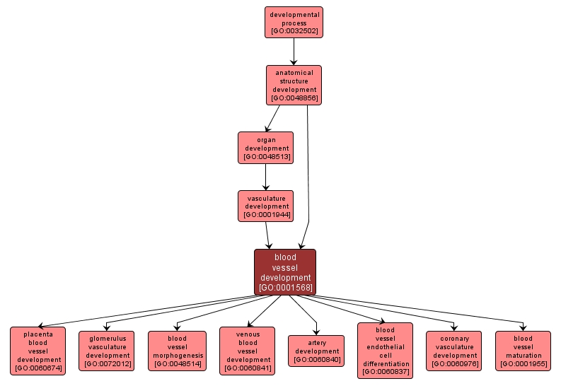 GO:0001568 - blood vessel development (interactive image map)