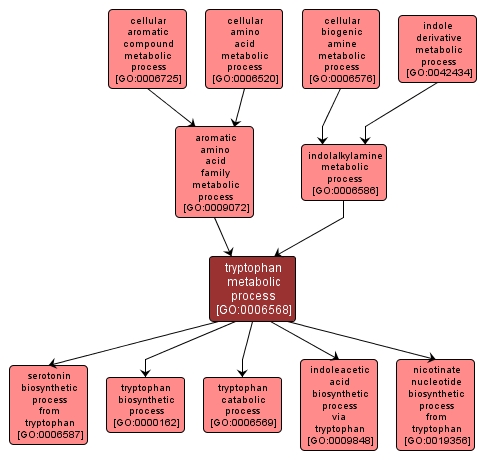 GO:0006568 - tryptophan metabolic process (interactive image map)