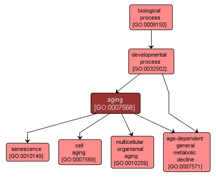 GO:0007568 - aging (interactive image map)