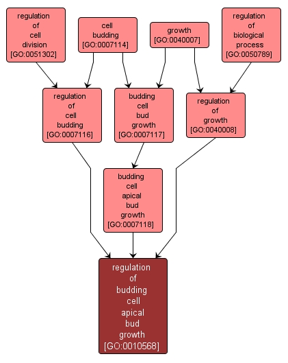 GO:0010568 - regulation of budding cell apical bud growth (interactive image map)