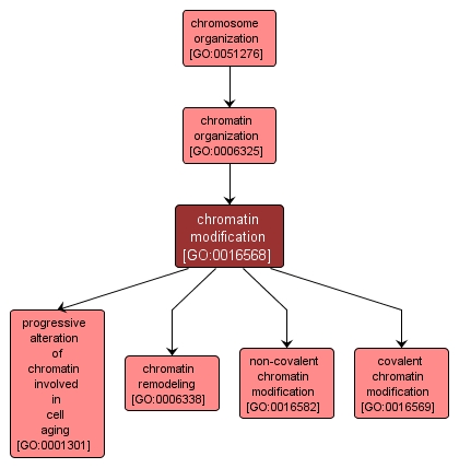 GO:0016568 - chromatin modification (interactive image map)