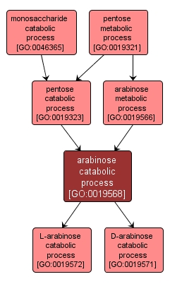 GO:0019568 - arabinose catabolic process (interactive image map)