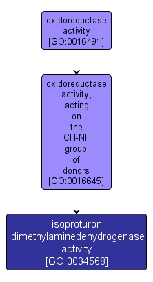 GO:0034568 - isoproturon dimethylaminedehydrogenase activity (interactive image map)
