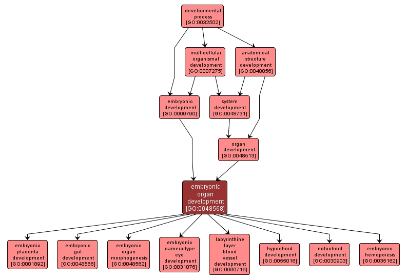 GO:0048568 - embryonic organ development (interactive image map)