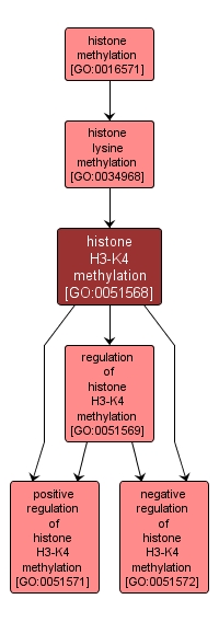 GO:0051568 - histone H3-K4 methylation (interactive image map)