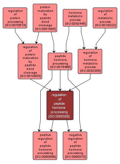 GO:0060568 - regulation of peptide hormone processing (interactive image map)