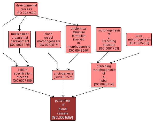 GO:0001569 - patterning of blood vessels (interactive image map)