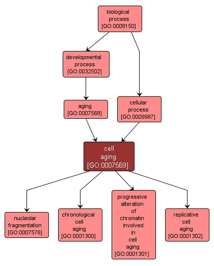 GO:0007569 - cell aging (interactive image map)