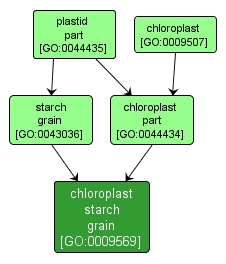 GO:0009569 - chloroplast starch grain (interactive image map)