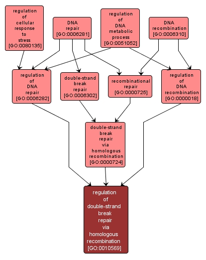 GO:0010569 - regulation of double-strand break repair via homologous recombination (interactive image map)