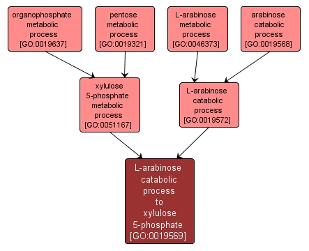 GO:0019569 - L-arabinose catabolic process to xylulose 5-phosphate (interactive image map)