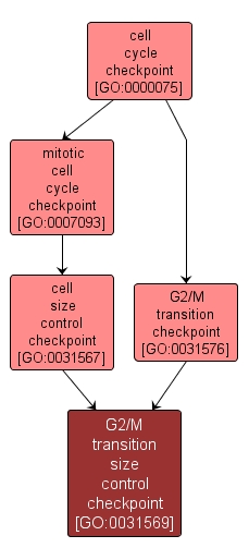 GO:0031569 - G2/M transition size control checkpoint (interactive image map)