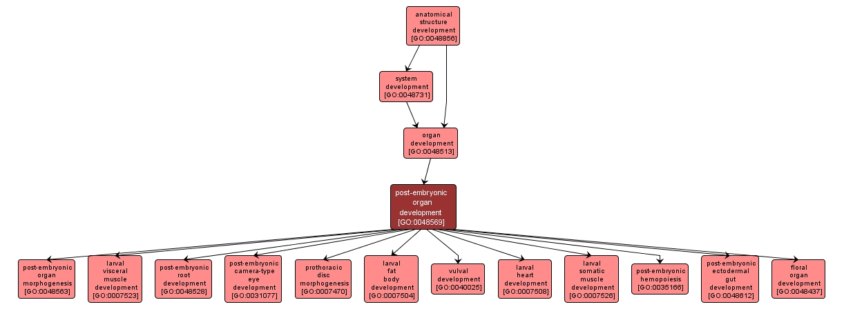 GO:0048569 - post-embryonic organ development (interactive image map)