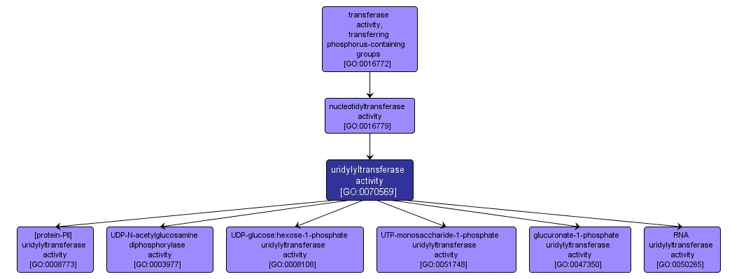 GO:0070569 - uridylyltransferase activity (interactive image map)