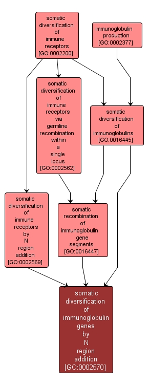 GO:0002570 - somatic diversification of immunoglobulin genes by N region addition (interactive image map)
