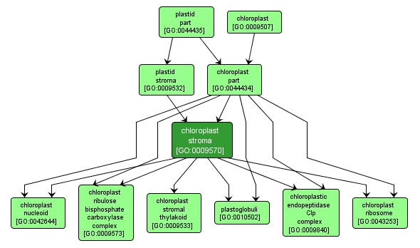 GO:0009570 - chloroplast stroma (interactive image map)