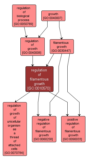 GO:0010570 - regulation of filamentous growth (interactive image map)