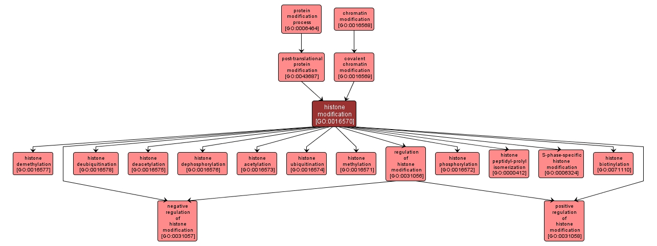 GO:0016570 - histone modification (interactive image map)