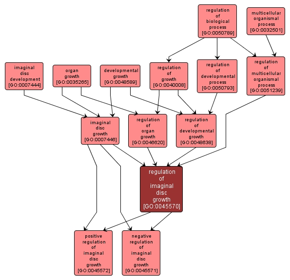 GO:0045570 - regulation of imaginal disc growth (interactive image map)