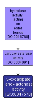 GO:0047570 - 3-oxoadipate enol-lactonase activity (interactive image map)