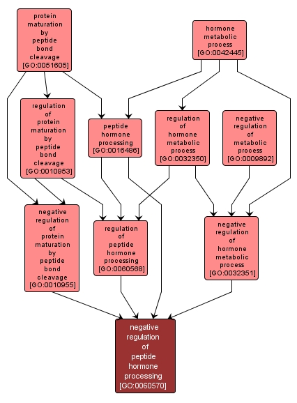 GO:0060570 - negative regulation of peptide hormone processing (interactive image map)