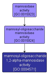 GO:0004571 - mannosyl-oligosaccharide 1,2-alpha-mannosidase activity (interactive image map)