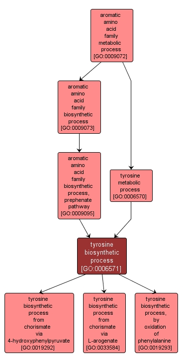 GO:0006571 - tyrosine biosynthetic process (interactive image map)