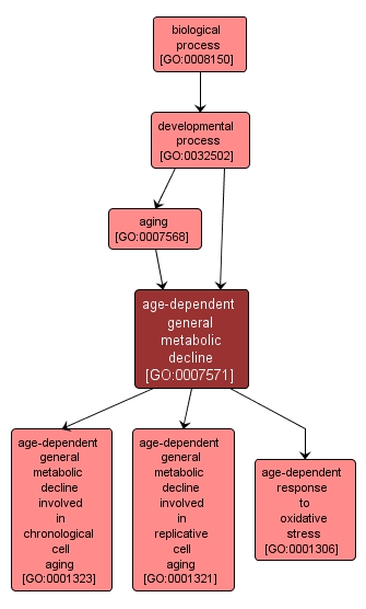 GO:0007571 - age-dependent general metabolic decline (interactive image map)