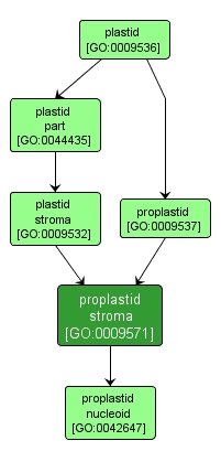 GO:0009571 - proplastid stroma (interactive image map)